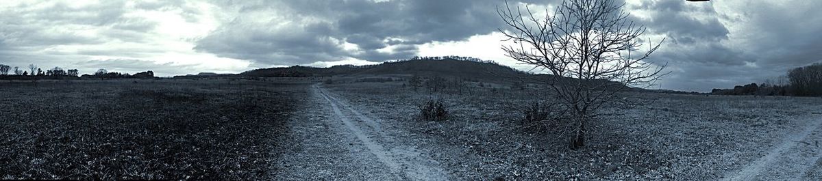 Panoramic view of trees against sky