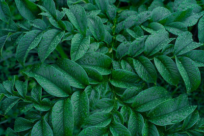 Nature green konjac leaves with raindrop background.