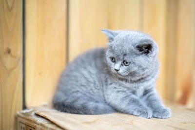 There is a lovely english shorthair blue cat in the room