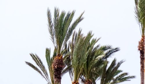 Low angle view of palm tree against clear sky
