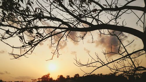 Silhouette of trees at sunset