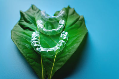 Top view, three pieces of plastic braces lie on a green leaf from a flower on a blue background