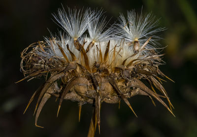 Close-up of wilted plant