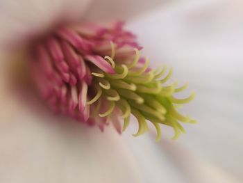 Close-up of pink flower