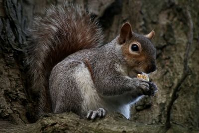 Close-up of squirrel