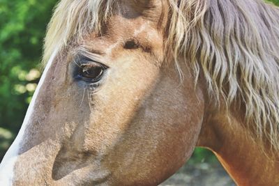 Close-up portrait of horse