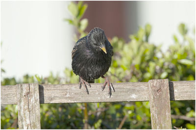 Bird perching on a fence