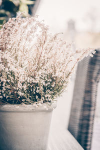 Close-up of white flower pot