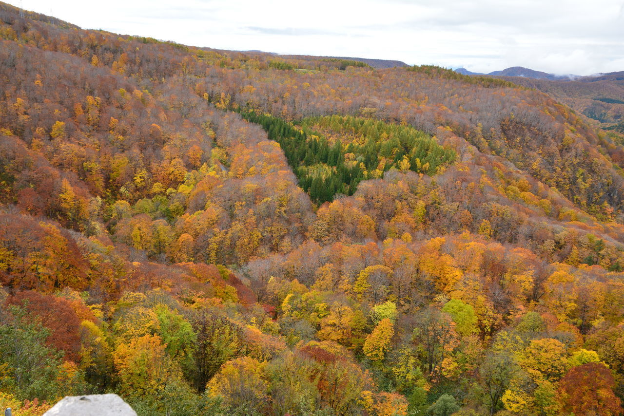 HIGH ANGLE VIEW OF AUTUMN TREES ON MOUNTAIN