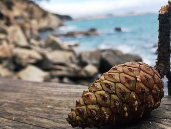 Close-up of pine cone on beach