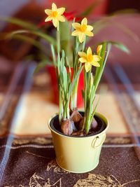 Close-up of potted plant on table