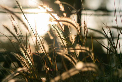 Close-up of stalks in field