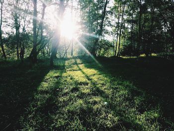 Sun shining through trees in forest