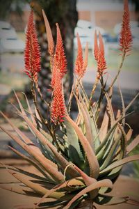 Close up of red flowers