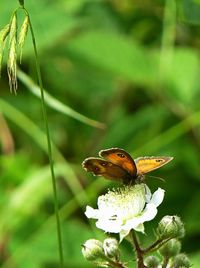 Close-up of insect on flower