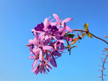 Low angle view of pink flower against clear blue sky