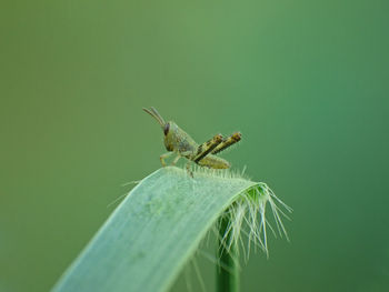 Grass hopper close-up of insect on leaf 
