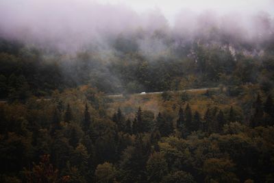 Just a lonely car in a foggy forest