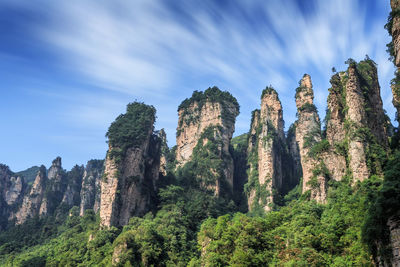 Low angle view of plants growing on rock against sky