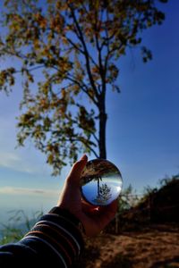 Person holding plant against sky