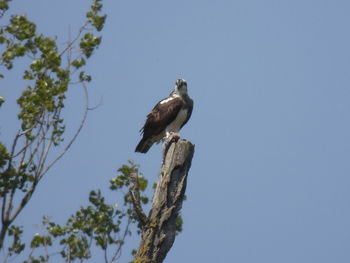 Low angle view of birds perching on tree