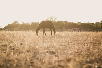 View of horse on field against sky