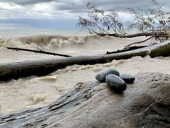 Driftwood on the beach of lake erie