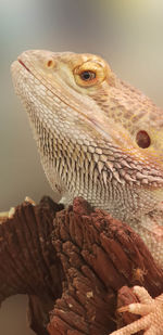 Close-up of a bearded dragon