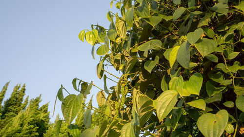 Low angle view of fresh green leaves against sky
