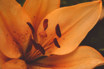 Close-up of yellow rose flower