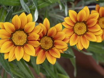 Close-up of yellow flowering plants