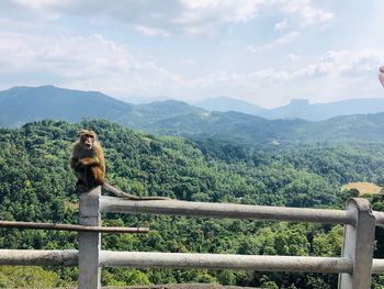 Monkey looking at mountains against sky