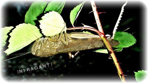 Close-up of insect on leaf