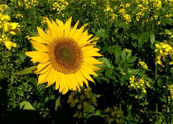 Close-up of yellow flowers blooming on field