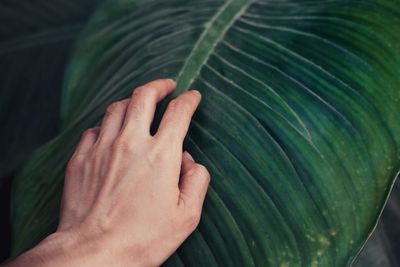 Close-up of hand touching leaves