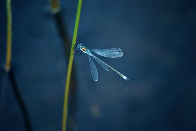 Close-up of dragonfly on leaf