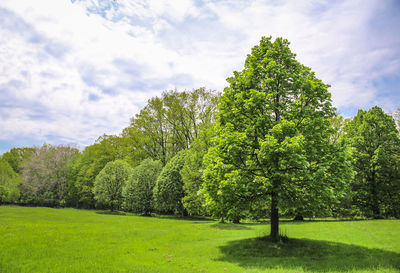 Trees on field against sky