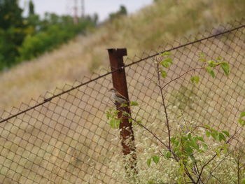 Close-up of barbed wire against sky