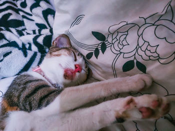 Close-up of cat sleeping on bed