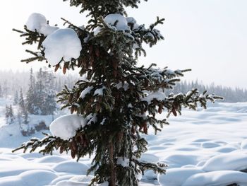 Close-up of frozen tree against sky during winter