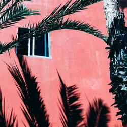 Low angle view of palm tree against sky