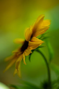 Close-up of yellow flowering plant