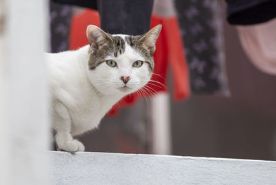 Close-up portrait of white cat