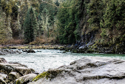 Scenic view of trees by landscape