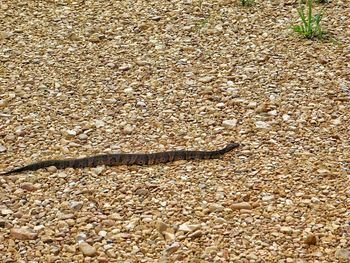 High angle view of bird on ground