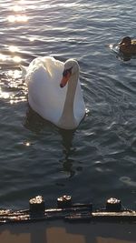 Swan swimming in lake