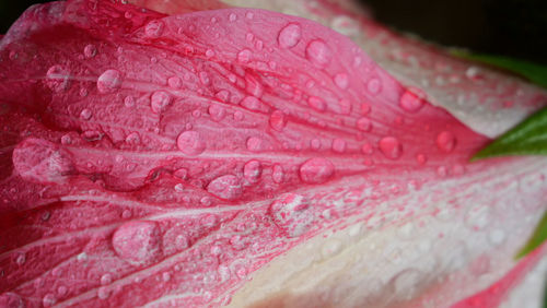 Close-up of raindrops on pink rose flower