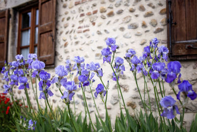 Close-up of purple flowering plants