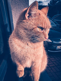 Close-up of a cat looking away