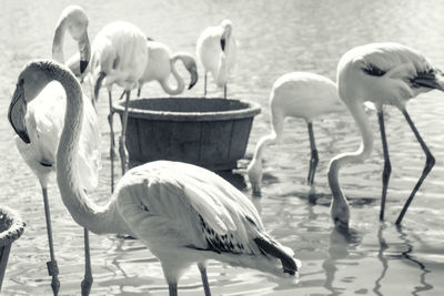 Flamingoes in lake